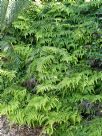 Adiantum formosum