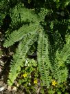 Adiantum pedatum