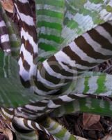 Aechmea chantinii