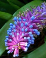 Aechmea gamosepala