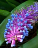 Aechmea gamosepala