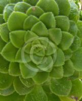 Aeonium tabuliforme