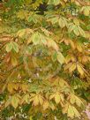 Aesculus hippocastanum