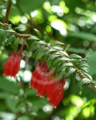 Agapetes serpens