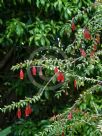 Agapetes serpens