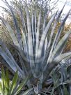 Agave americana