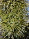 Agave attenuata