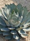 Agave parrasana
