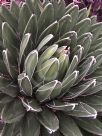 Agave victoriae-reginae