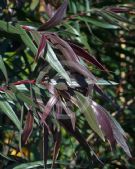 Agonis flexuosa purpureum Burgundy