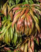 Agonis flexuosa Nana
