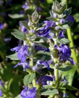 Ajuga australis