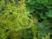 Alchemilla mollis