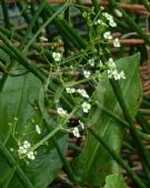 Alisma plantago-aquatica