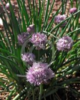 Allium schoenoprasum