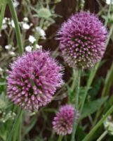 Allium sphaerocephalon