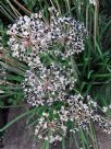 Allium tuberosum
