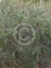 Allocasuarina nana