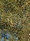 Casuarina obesa