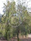 Casuarina obesa