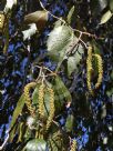 Alnus acuminata