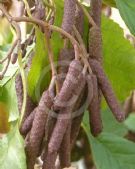 Alnus glutinosa