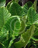 Alocasia macrorrhiza