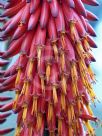 Aloe ferox