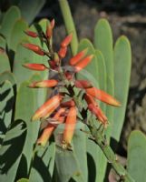 Kumara plicatilis