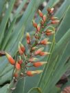 Kumara plicatilis