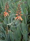 Kumara plicatilis