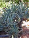 Kumara plicatilis