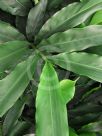 Alpinia nutans
