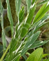 Alpinia vittata