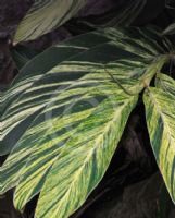 Alpinia zerumbet Variegata