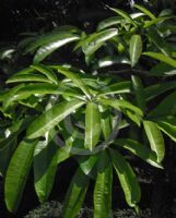 Alstonia scholaris