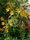 Alstroemeria aurea