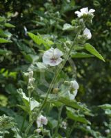 Althaea officinalis