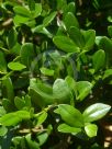 Alyxia buxifolia