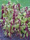 Amaranthus caudatus