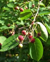 Amelanchier lamarckii