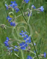 Anchusa azurea