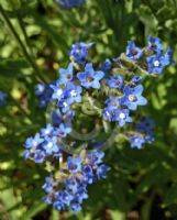 Anchusa officinalis