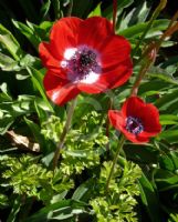 Anemone coronaria