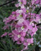 Angelonia angustifolia