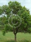 Angophora floribunda