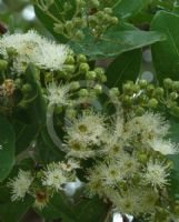 Angophora subvelutina