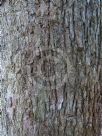 Angophora subvelutina