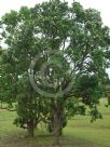 Angophora subvelutina