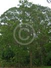 Angophora subvelutina